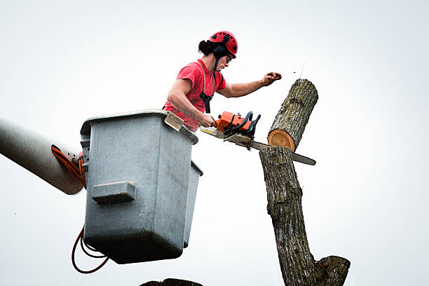 Best Tree Maintenance Programs  in Atkinson, IL